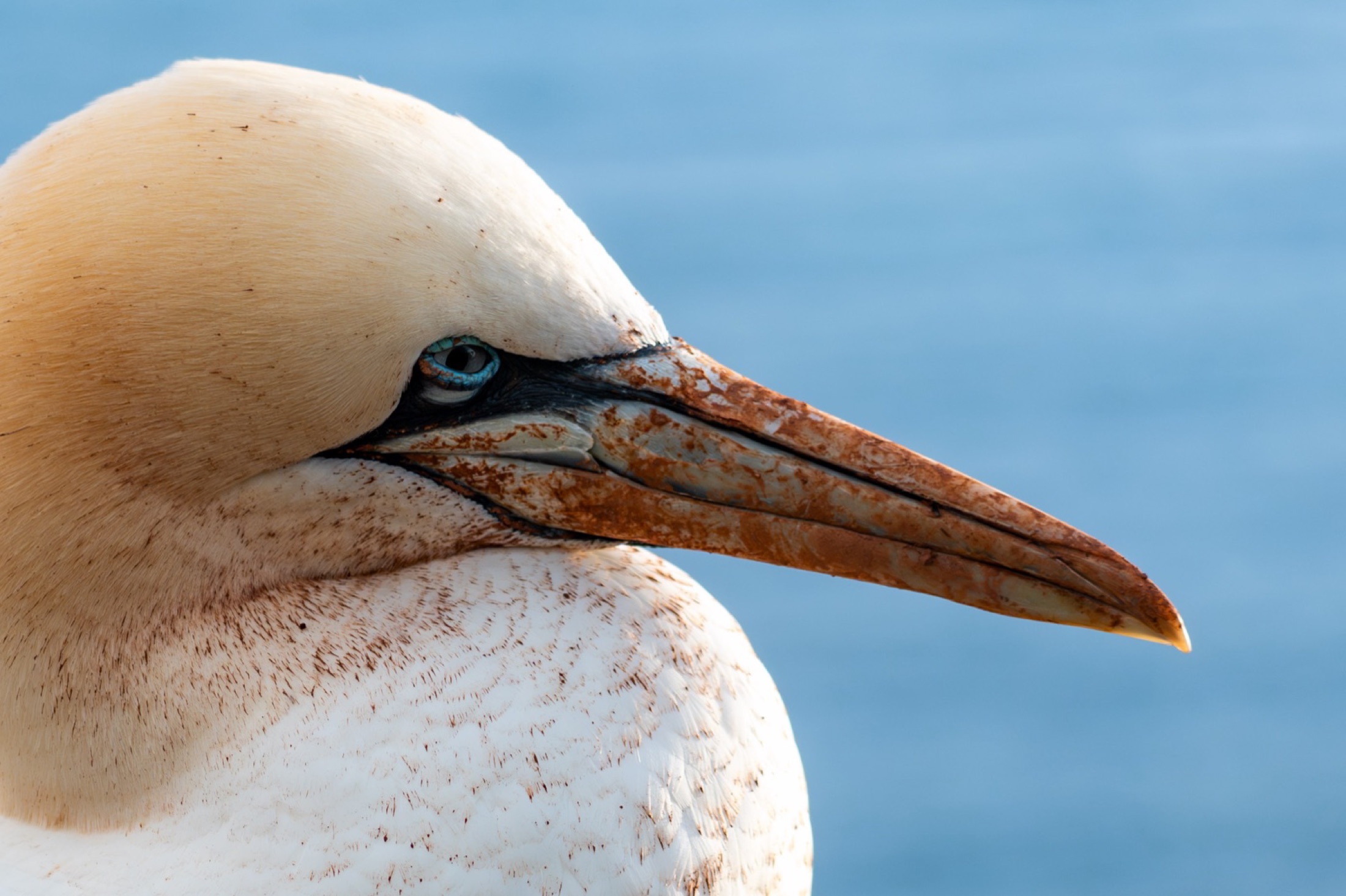 Basstölpel am Lummenfelsen von Helgoland