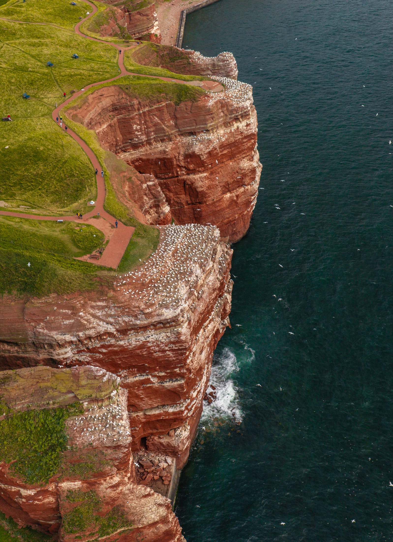 Rote Klippen und Basstölpelkolonie am Lummenfelsen